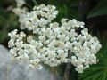 Achillea millefolium